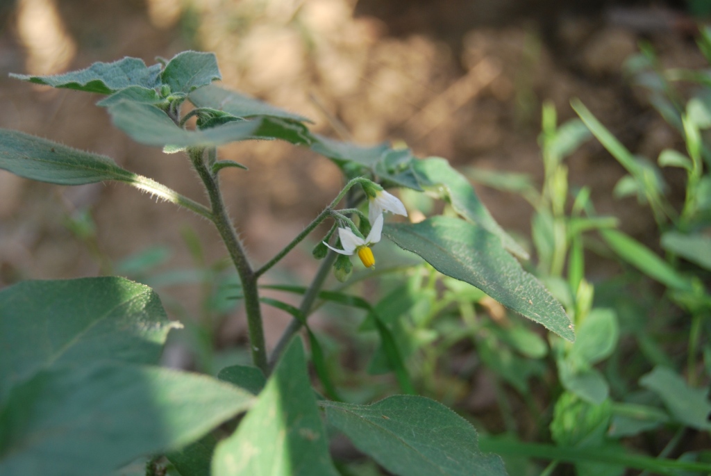 Solanum sp.